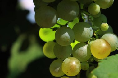Pinot Gris üzümlerinin yakın çekimi yaz mevsiminde üzüm bağındaki dallarda güneş ışığına çıkar.