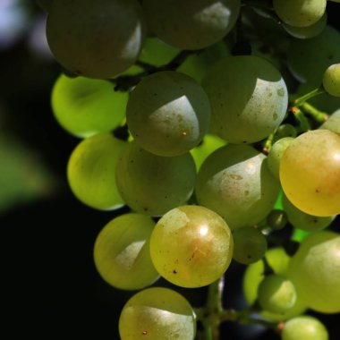 Pinot Gris üzümlerinin yakın çekimi yaz mevsiminde üzüm bağındaki dallarda güneş ışığına çıkar.