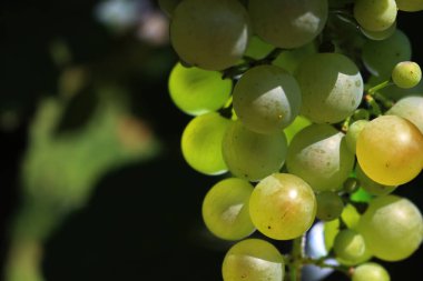 Pinot Gris üzümlerinin yakın çekimi yaz mevsiminde üzüm bağındaki dallarda güneş ışığına çıkar.