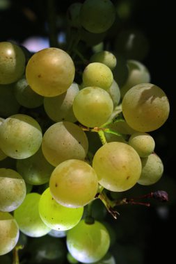 Pinot Gris üzümlerinin yakın çekimi yaz mevsiminde üzüm bağındaki dallarda güneş ışığına çıkar.
