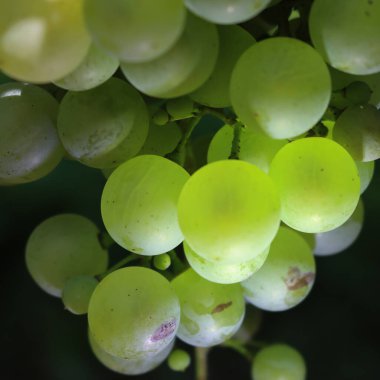 Pinot Gris üzümlerinin yakın çekimi yaz mevsiminde üzüm bağındaki dallarda güneş ışığına çıkar.