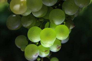 Pinot Gris üzümlerinin yakın çekimi yaz mevsiminde üzüm bağındaki dallarda güneş ışığına çıkar.