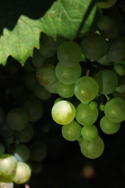 Pinot Gris üzümlerinin yakın çekimi yaz mevsiminde üzüm bağındaki dallarda güneş ışığına çıkar.