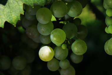 Pinot Gris üzümlerinin yakın çekimi yaz mevsiminde üzüm bağındaki dallarda güneş ışığına çıkar.