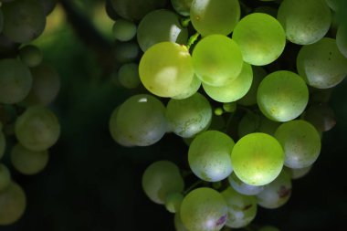 Pinot Gris üzümlerinin yakın çekimi yaz mevsiminde üzüm bağındaki dallarda güneş ışığına çıkar.