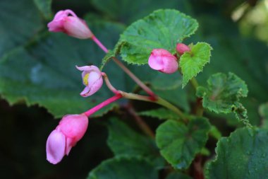 Begonya bitkisinin yakın çekimi yaz aylarında bir çiçek tarlasında çiçek açar.