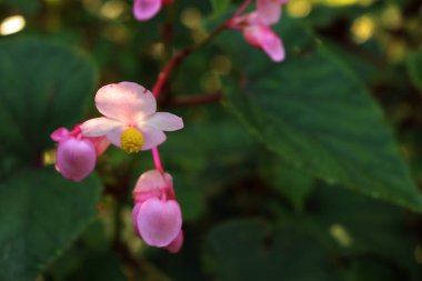 Begonya bitkisinin yakın çekimi yaz aylarında bir çiçek tarlasında çiçek açar.