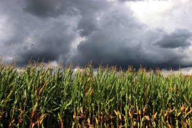 Yeşil mısır tarlasının üzerinde kara fırtına bulutları var. Yazın tarım arazisi