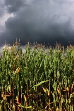 Yeşil mısır tarlasının üzerinde kara fırtına bulutları var. Yazın tarım arazisi