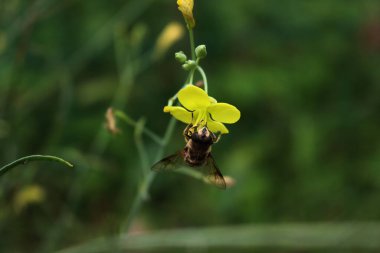 Roket, roket ya da roketin sarı çiçekleri üzerinde bal arısına yakın çekim. Diplotaxis tenuifolia 'da Apis mellifera 