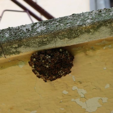 Birçok siyah ve sarı Avrupa eşekarısı balkonun altındaki bir yuvada. Vespula germanica