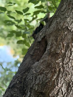 ağaç kabuğu dokusu, arkaplan