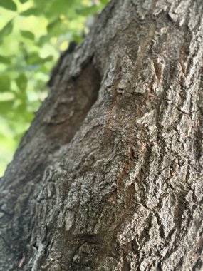 Ağaç Gövdesi deseni makro çekim