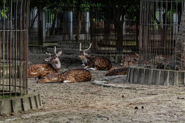 Sakin ve huzurlu bir geyik, Chattogram Hayvanat Bahçesi 'nde dinleniyor. Nazik doğasını sergiliyor. Vahşi yaşam, hayvanat bahçesi hayvanları, doğa fotoğrafçılığı, sükunet ve hayvan bakımı konuları için mükemmel..