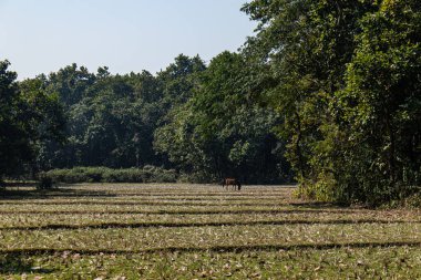 Büyüleyici bir Bhawal Ormanı manzarası. Yeşillik, sık ağaçlar ve doğal dinginlik. Bu canlı manzara, ormanın zengin biyolojik çeşitliliğini vurgular, doğa, seyahat ve çevre temaları için mükemmeldir..