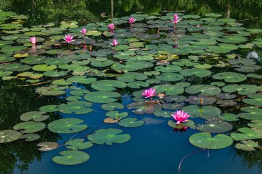 Güzel bir nilüfer çiçeğinin yakın çekimi sakin yeşil suyun üzerinde çiçek açıyor, hassas taç yaprakları ve dingin doğal güzellikler sergiliyor. Doğa, çiçek, su ve huzurlu manzara temaları için mükemmel..
