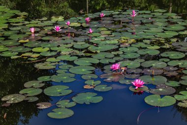 Nilüfer bitkileriyle dolu, geniş yeşil yapraklar ve çiçek ipuçları içeren sakin bir gölet. Bu huzurlu manzara doğal güzelliği, su yaşamını ve durgun suyun sakinliğini yansıtıyor..