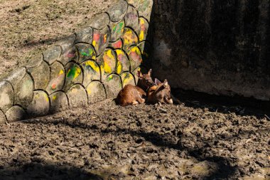 Bir grup Genç Sambar Geyiği Bir arada Oturuyor