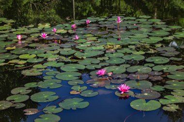 Nilüfer tomurcuğu berrak gölet suyundan zarifçe yükselir, narin şekli ve dinginliği yansıtan canlı rengi. Huzurlu sahne, su doğasının güzelliğini ve huzurlu zarafetini yakalar..