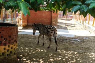 Yalnız bir zebra sessizce Bangladeş Hayvanat Bahçesi 'nin gölgesinde duruyor. Siyah ve beyaz çizgileri loş ışığa karşı güzel bir şekilde zıt düşüyor. Sakin ve tutsak bir çevrede vahşi yaşamın sakin özünü yakalıyor..