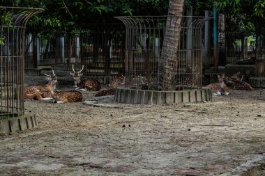 Chattogram Hayvanat Bahçesi 'nden sakin bir yaban hayatı sahnesi. Bereketli yeşilliğin ortasında zarif bir geyik, koruma alanındaki hayvanat bahçesi rolünü vurguluyor ve ziyaretçilere doğa ve vahşi yaşamla yakın bir bağ sunuyor..