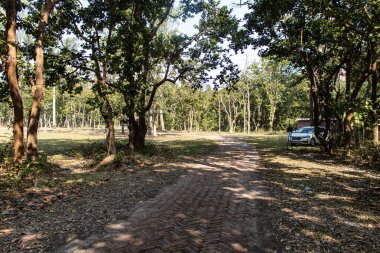 Bhawal Ulusal Parkı 'nın yemyeşil ve sakin atmosferini yakalayan bu doğa fotoğrafında çeşitli bitki örtüleri ve sakin orman manzaraları, doğa severler ve vahşi yaşam meraklıları için mükemmel..