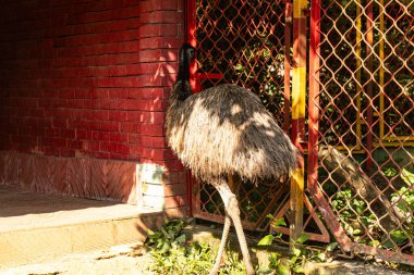 Devekuşu, Chattogram Hayvanat Bahçesi 'nde güven içinde yürüyor etkileyici boyutunu ve ayırt edici tüylerini sergiliyor. Doğal ışıkta yakalanan bu fotoğraf bu eşsiz uçamayan kuşun yaşam alanındaki güzelliğini vurgular..