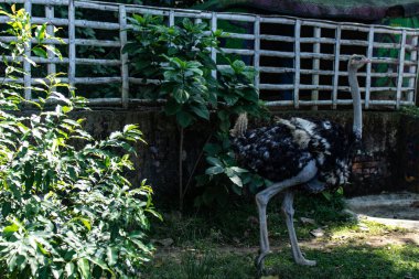 Devekuşu hayvanat bahçesinde güneşli havanın tadını çıkarıyor, doğal ışığın tadını çıkarıyor. Bu uçamayan kuş kendine özgü tüylerini ve sakin tavrını sergiliyor. Açık hava hayvanat bahçesinde güzel bir şekilde yakalanmış.