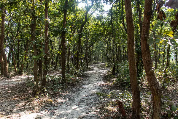 Gazipur 'daki Bhawal Ormanı' nda sakin bir sabah yürüyüşü yemyeşil, dingin patikalar ve temiz havayı gözler önüne seriyor. Bu manzaralı yol gezginler, maceracılar ve çevre gezginleri için engin bir doğa deneyimi sunuyor..