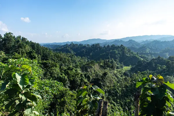 Vahşi yeşillik ve doğal çalılarla kaplı manzaralı bir dağ, yemyeşil, el değmemiş bir manzara sunuyor. Görüntü, güzelliği, zengin bitki örtüsünü ve gelişen dağlık bir yabanın dingin cazibesini yansıtıyor..