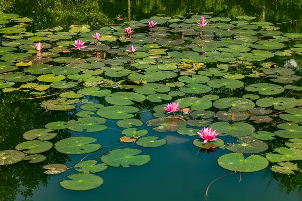 Kırsal sulak bir alanda çarpıcı bir doğal nilüfer tarlası, canlı pembe çiçekler ve sakin sular sergiliyor, dingin güzelliği ve bu sakin su ekosisteminin zengin biyolojik çeşitliliğini yakalıyor..