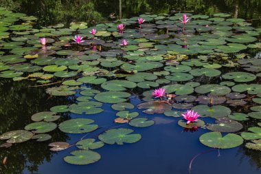 Sakin sularda çiçek açan, canlı pembe yapraklar ve yemyeşil yapraklar sergilenen, doğa için ideal, botanik ve çiçekli fotoğrafçılığın yer aldığı huzurlu bir su manzarası..