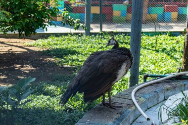 İçerideki bir tavus kuşu tüy kaybı belirtileri gösteriyor ve tutsak kuşların karşılaştığı zorlukları vurguluyor. Vahşi yaşamı koruma, hayvan refahı, hayvanat bahçesi fotoğrafçılığı ve kuş sağlığı ve bakımı hakkında eğitici temalar için uygundur..