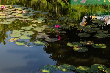 Zarif, pembe bir nilüfer çiçeği mavi-yeşil gölet suyunda zarifçe çiçek açıyor. Etrafı doğal güzelliklerle çevrili. Doğa, çiçek, su ve huzurlu bahçe fotoğrafçılığı için ideal. Canlı renkler ve sükunet sergileniyor..