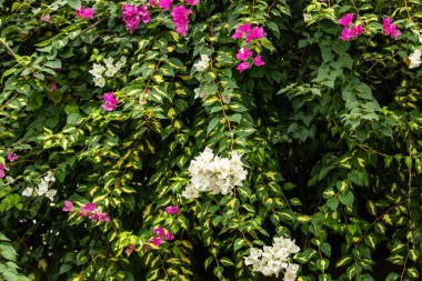 Narin pembe ve beyaz çiçekler bir bahçe ağacında güzel çiçek açar ve canlı bir bahar manzarası yaratır. Doğa, çiçek, mevsimlik ve açık hava fotoğrafçılığı için mükemmel. Taze çiçekler ve doğal güzellikler sergileniyor..