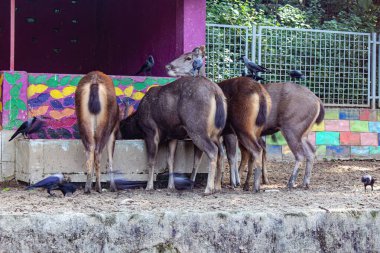 Bir sambar geyiği doğal beslenme davranışını sergileyerek hayvanat bahçesinin içinde ot yer. Bu resim vahşi yaşam hizmetleri, koruma çabaları ve hayvanat bahçesi hayvanlarına sağlanan huzurlu ortamı vurguluyor.