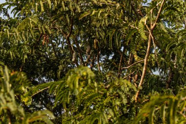 Olgun demirhindi meyveleri yoğun yeşil yaprakların arasından dikizleyip doğal ve tropikal bir manzara yaratır. Botanik fotoğrafçılık, doğa severler ve bereketli orman veya bahçe ortamlarında taze, sağlıklı ve egzotik meyveler sergilemek için mükemmel..