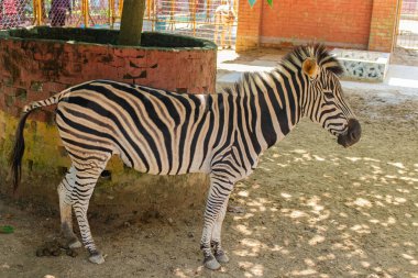 Siyah beyaz desenli zarif bir zebra Bangladeş 'teki Chittagong Hayvanat Bahçesi' nde zarif duruyor. Ayırt edici çizgileri ve sakin varlığı vahşi yaşamın ve doğa fotoğrafçılığının güzelliğini vurguluyor..