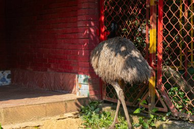 Büyük kahverengi tüylü bir emu Chittagong Hayvanat Bahçesi, Bangladeş 'teki kırmızı tuğladan bir duvarın yanında duruyor. Egzotik vahşi yaşam cazibesi, eşsiz kuş özellikleri ve fotoğrafçılık ve doğa meraklıları için çarpıcı tüyler sergiliyor..
