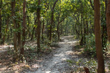 Bangladeş 'teki Bhawal Milli Parkı boyunca uzanan huzurlu bir orman yolu yemyeşil ve yüksek ağaçlarla çevrili, dingin doğal güzellikleri, sükuneti ve el değmemiş bir orman manzarasının cazibesini yakalıyor..