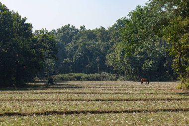 Güneş ışığı, Bhawal Ulusal Parkı, Gazipur, Bangladeş 'teki bir yürüyüş yolunun üzerindeki yemyeşil orman tepe örtüsünden süzülüyor. Barışçıl bir doğal kaçış, eko-turizm, yürüyüş, doğa fotoğrafçılığı ve açık hava keşfi için mükemmel..