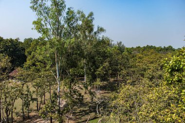 Bhawal Ulusal Parkı, Gazipur, Bangladeş 'te bulutlu bir günde sakin bir çevre. Doğa, yürüyüş, eko-turizm ve açık hava fotoğrafçılığı için mükemmel. Serin ormanları ve yemyeşil tropikal alanları ön plana çıkaran stok görüntüleri..