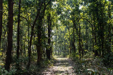 Bangladeş 'teki Bhawal Ulusal Parkları' nda huzurlu bir yürüyüş yolu. Zengin biyolojik çeşitlilikle çevrili sakin yol, gezginleri doğayı keşfetmeye, eko-turizmin tadını çıkarmaya ve sakin orman güzelliğini deneyimlemeye davet ediyor..