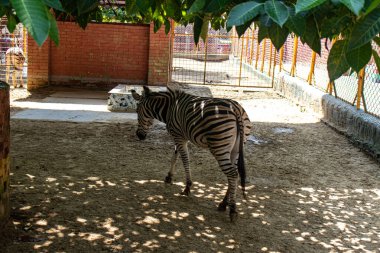 Bir zebra, Bangladeş 'teki Chattogram Hayvanat Bahçesi' nde kısmi gölgede huzur içinde yatıyor. Vahşi yaşam fotoğrafçılığı, sakin hayvanat bahçesi görüntüleri, egzotik hayvan stokları ve sakin, sakin tropikal yaşam anları için mükemmel..
