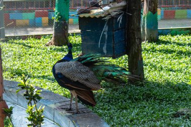 Hasarlı tüyleri olan bir hayvanat bahçesi tavus kuşu yavaşça yürür ve eşsiz tüylerini gösterir. Kontrollü bir ortamda yakalanmış, vahşi yaşam fotoğrafçılığı, hayvan çalışmaları ve doğa veya hayvanat bahçesi temalı hisse senedi tasvirleri için ideal..