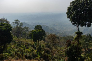 Bangladeş 'teki Sajek Vadisi' nde sabah sisiyle kaplanmış katmanlı dağların nefes kesici manzarası. Sisli tepeleri, yemyeşil ve huzurlu manzarası olan sakin doğal bir manzara. Seyahat, macera ve doğa fotoğrafçılığı için mükemmel..