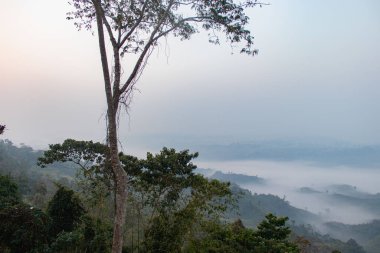 Bangladeş 'teki Sajek Vadisi' nin doğal yeşil tepeleri ferahlatıcı hava ve dingin dağ manzaraları sunuyor. Huzurlu bir tatil yeri. Yeşillik, huzur dolu bir güzellik ve doğa aşıkları ve fotoğrafçılar için mükemmel bir dinlenme yeri..
