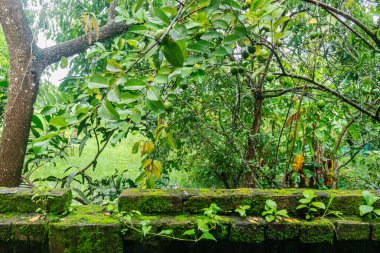Bahçede yetişen tropikal tatlı meyve kümeleriyle yemyeşil sapodilla yaprakları doğal bolluk, tazelik ve organik tarım sergiliyor. Tarım, gıda, beslenme ve tropikal meyve stoku fotoğrafçılığı için mükemmel..