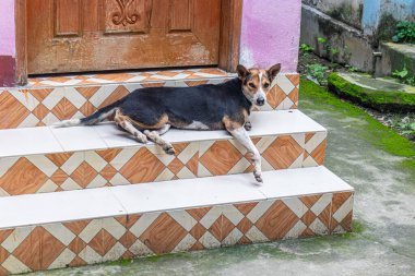 Rahat bir sokak köpeği, ahşap bir kapının önündeki seramik merdivenlerde rahat bir şekilde uzanır, huzurlu, büyüleyici şehir manzarasını yakalar sıcak renkler ve huzurlu, günlük sokak hayatı titreşimleriyle.