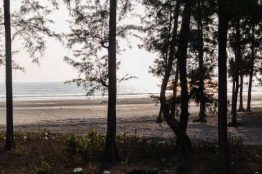 The stunning Coxs Bazar seashore stretches into the horizon, beautifully framed by the dark silhouettes of pine trees, capturing a serene coastal moment of natural contrast and tranquility.
